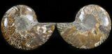 Polished Ammonite Pair - Agatized #41177-1